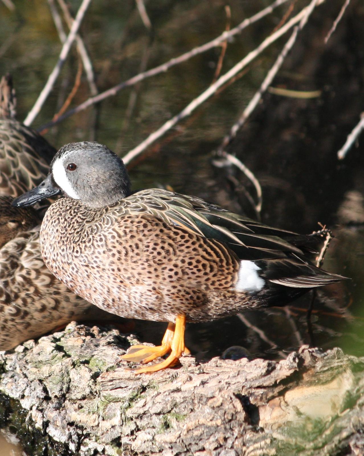 Blue-winged Teal Photo by Andrew Core