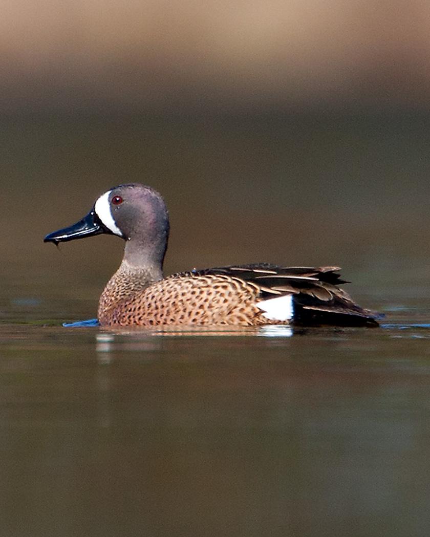 Blue-winged Teal Photo by Josh Haas