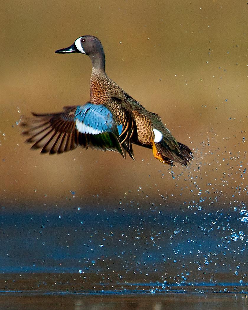 Blue-winged Teal Photo by Josh Haas