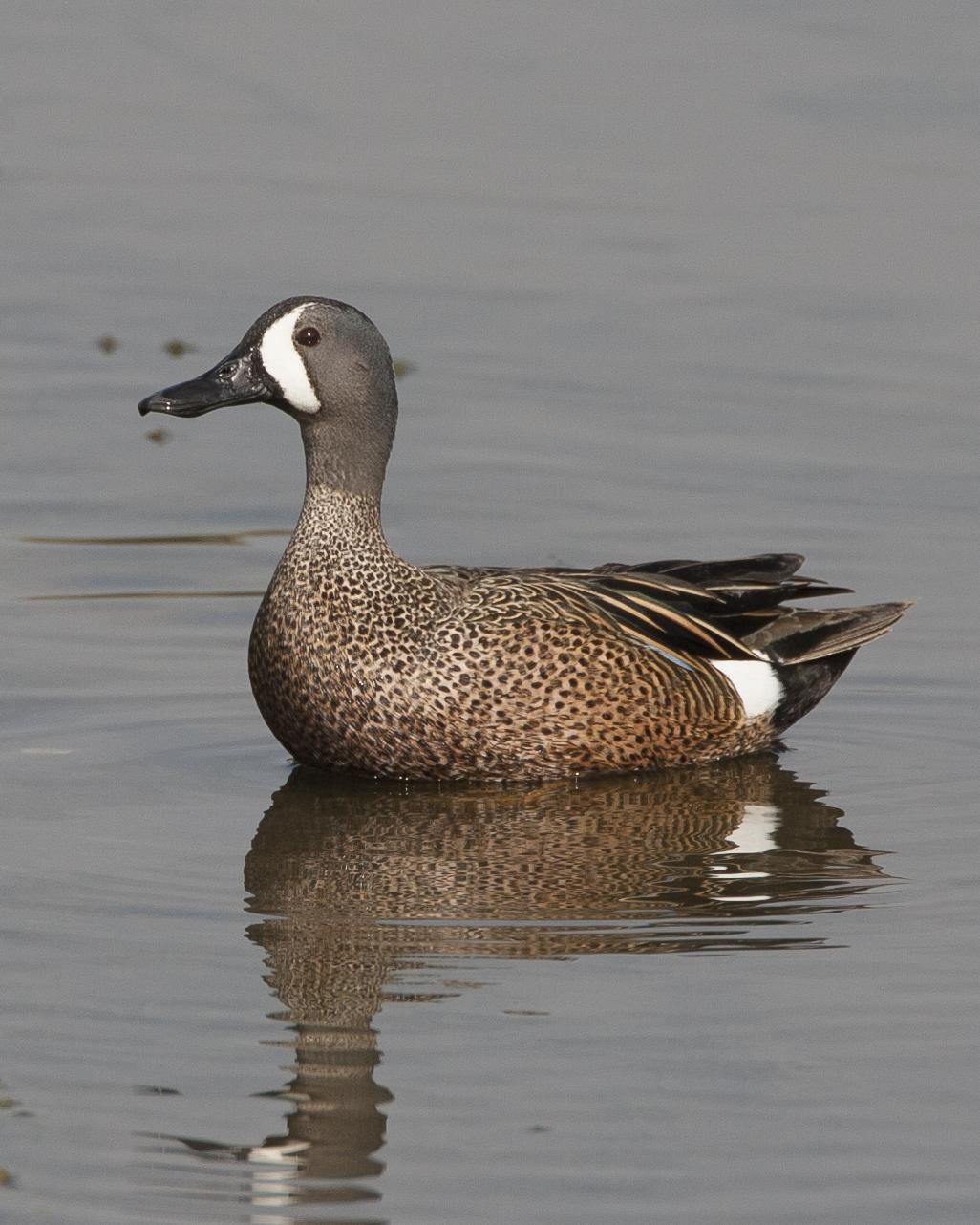 Blue-winged Teal Photo by Jeff Moore
