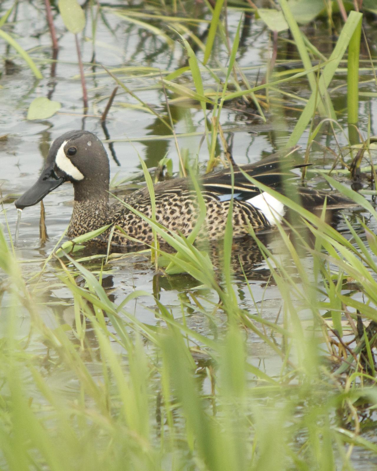 Blue-winged Teal Photo by Mark Baldwin