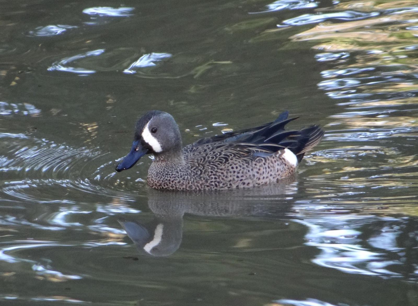 Blue-winged Teal Photo by Jeff Hardy