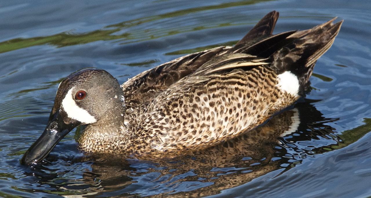 Blue-winged Teal Photo by Brian Avent
