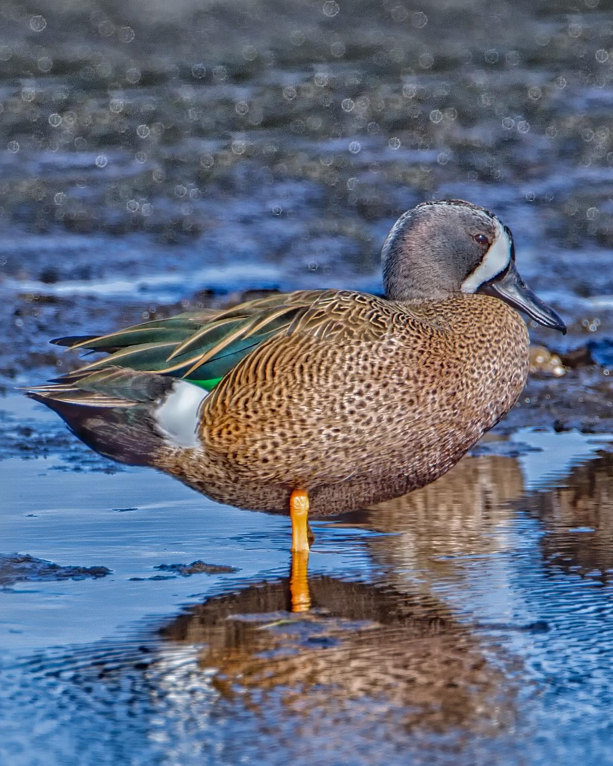 Blue-winged Teal Photo by JC Knoll