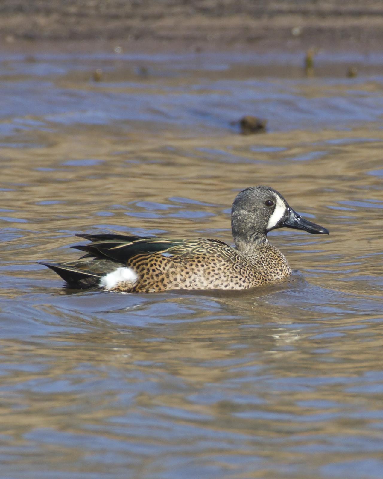 Blue-winged Teal Photo by Bill Adams