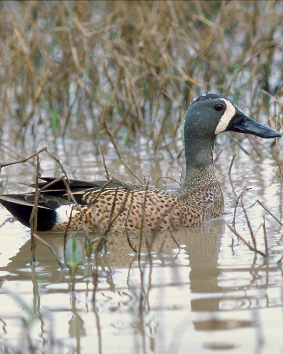 Blue-winged Teal Photo by Peter Boesman