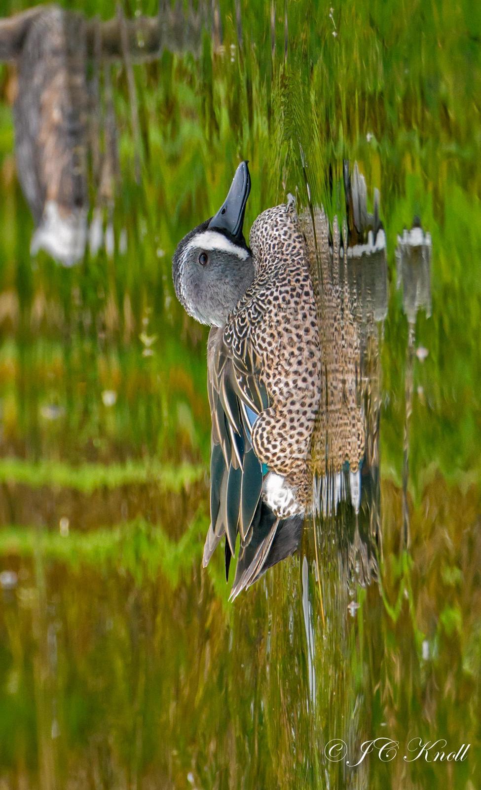 Blue-winged Teal Photo by JC Knoll