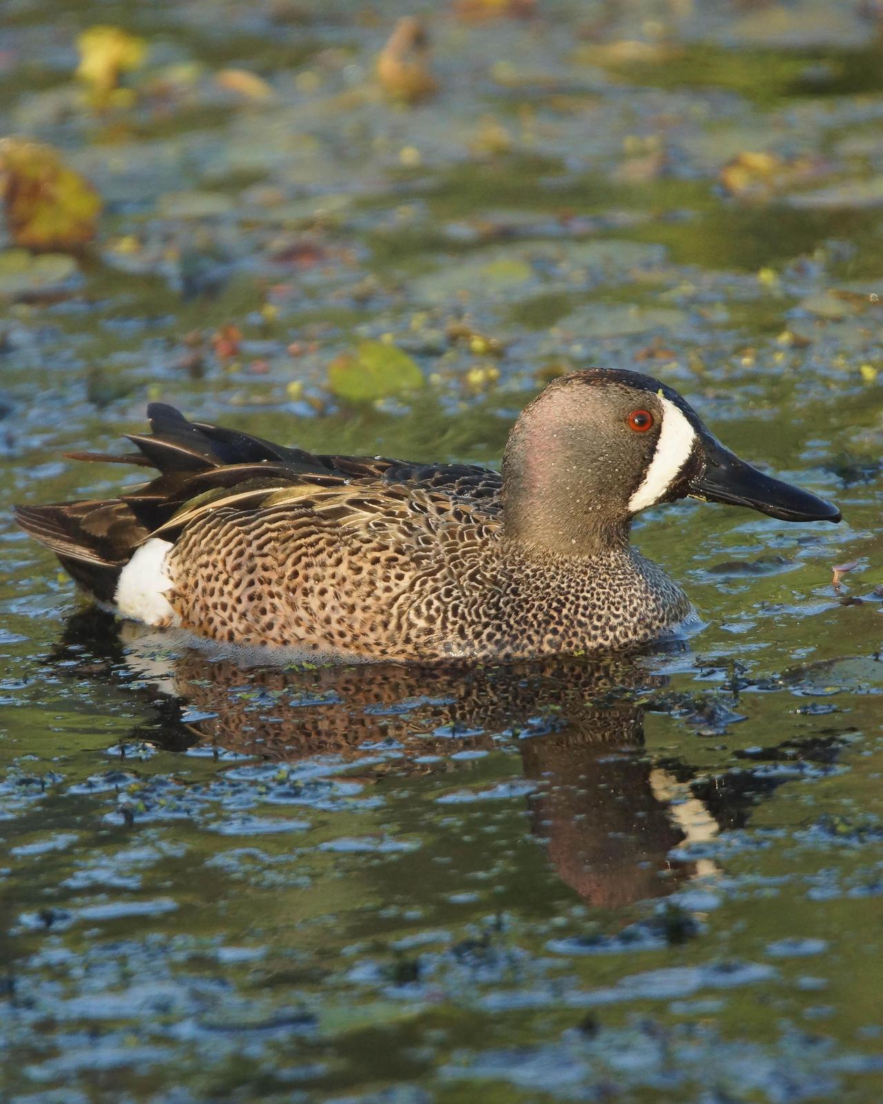Blue-winged Teal Photo by Steve Percival