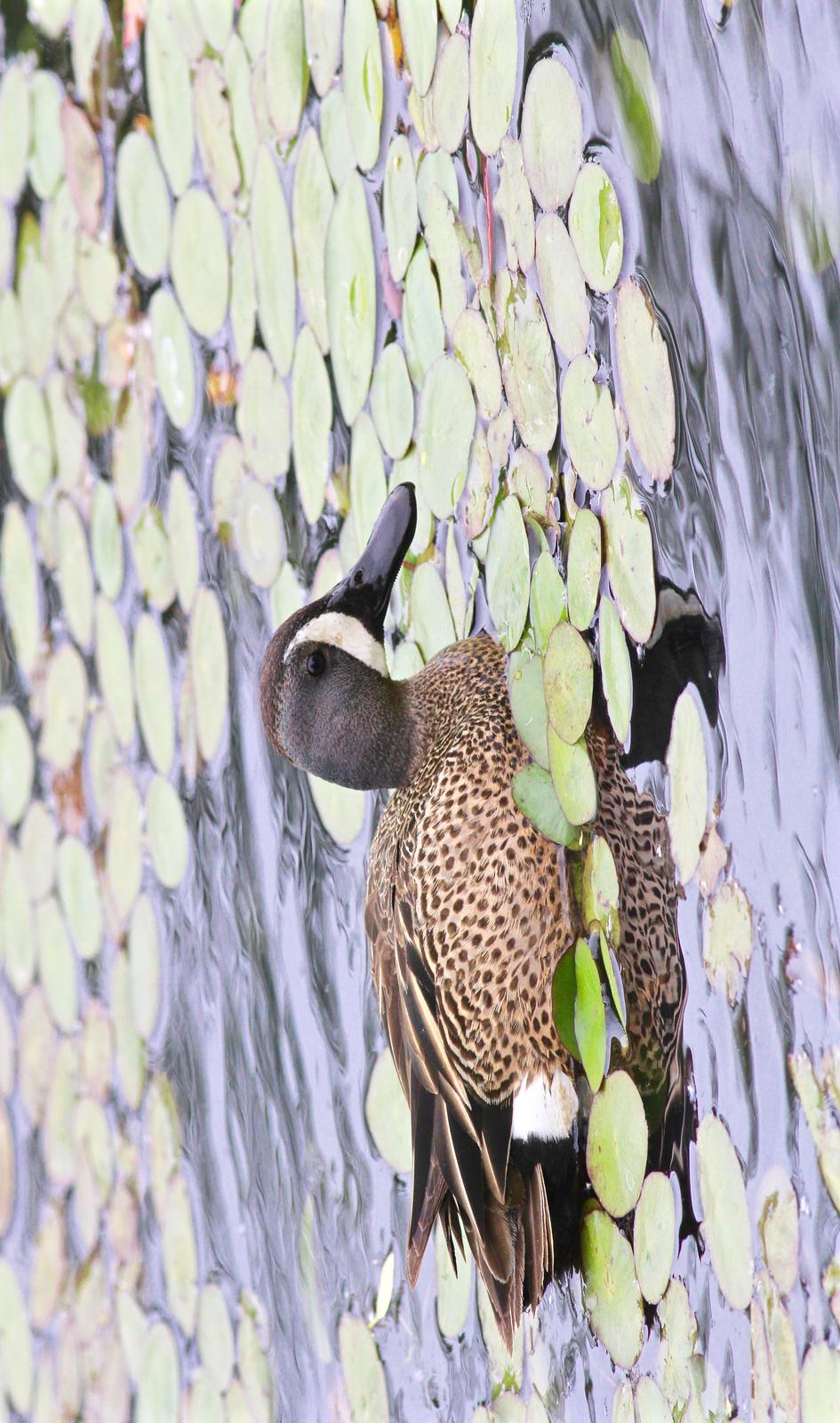 Blue-winged Teal Photo by Kathryn Keith