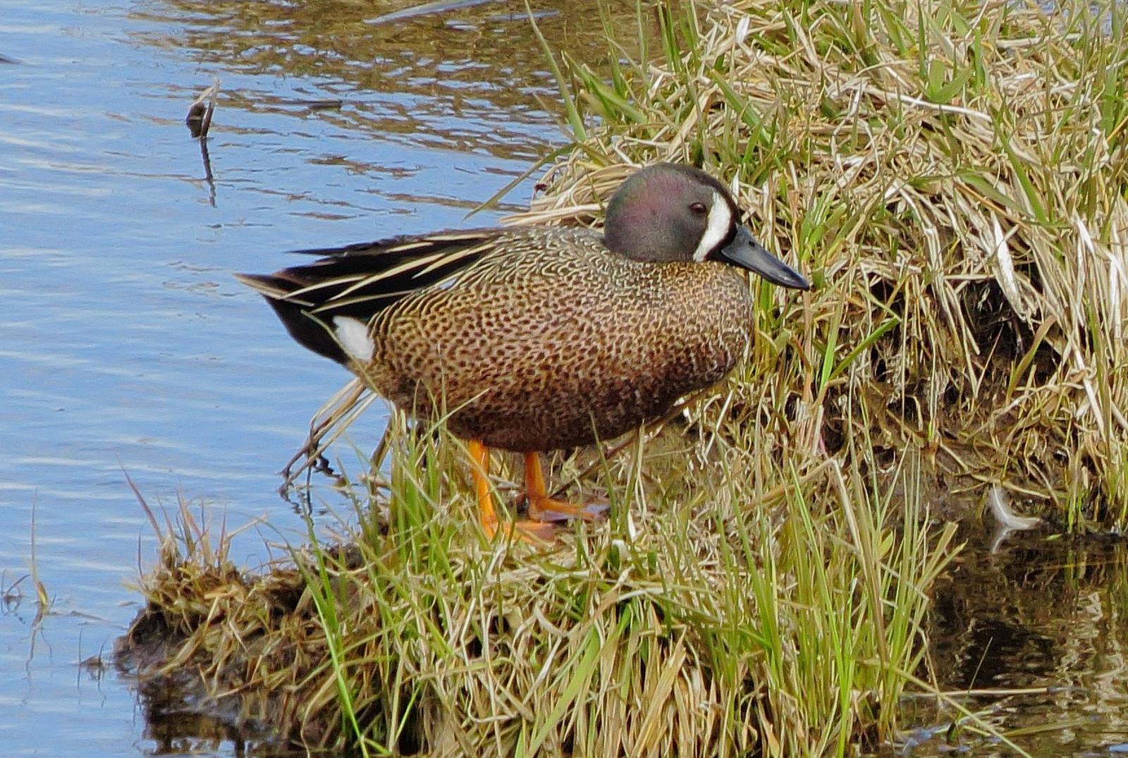 Blue-winged Teal Photo by Kent Jensen