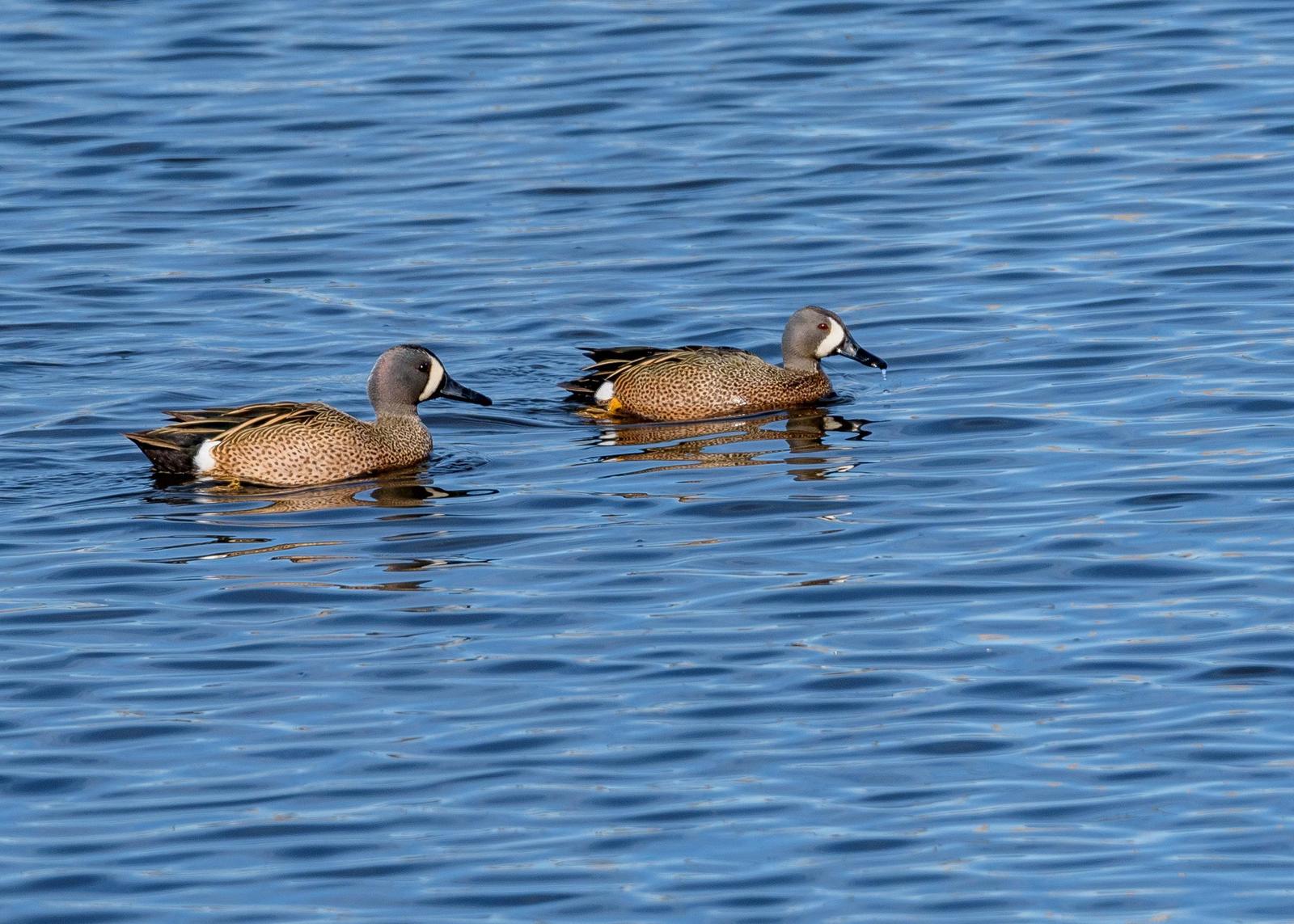 Blue-winged Teal Photo by Keshava Mysore