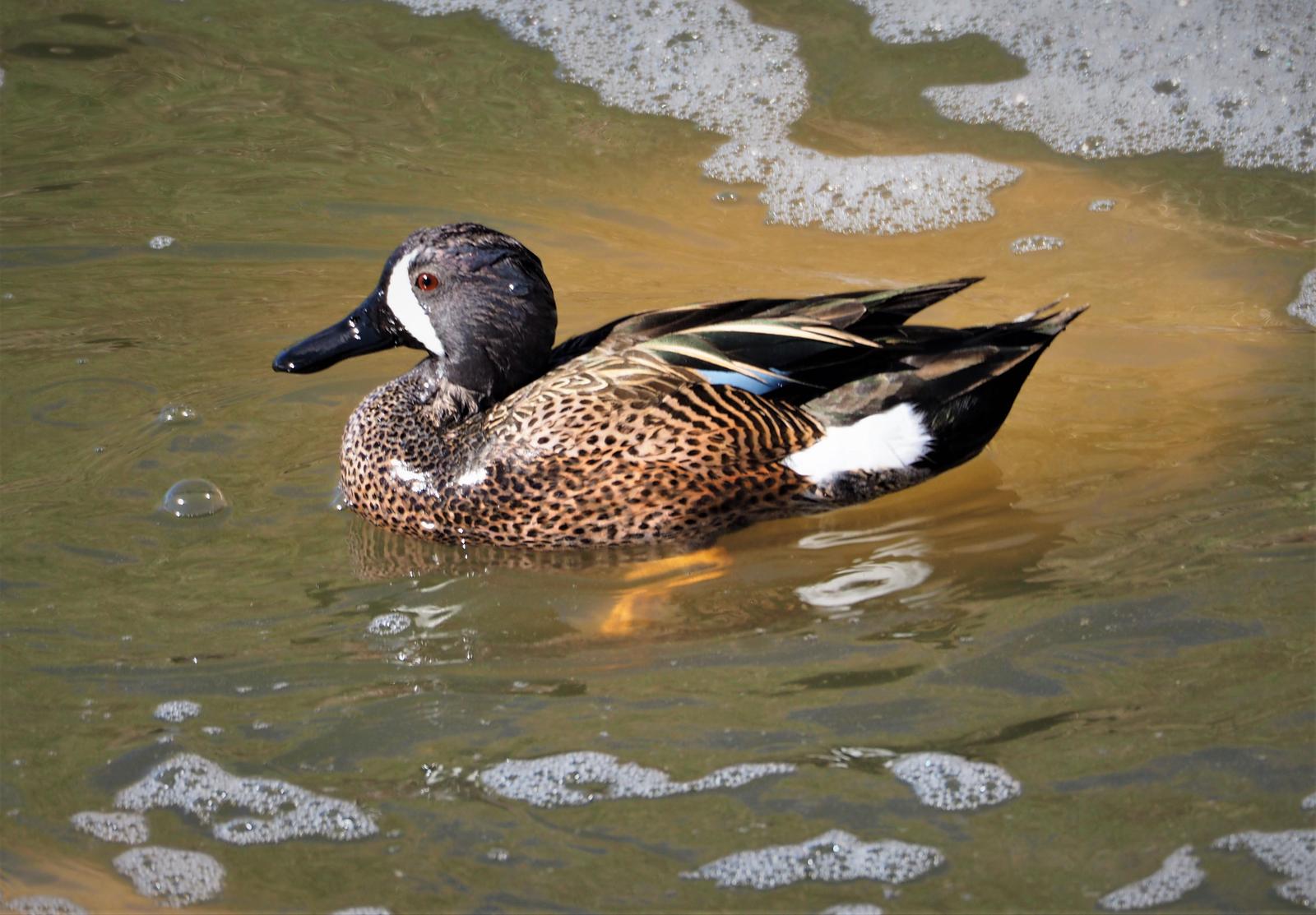 Blue-winged Teal Photo by Colin Hill