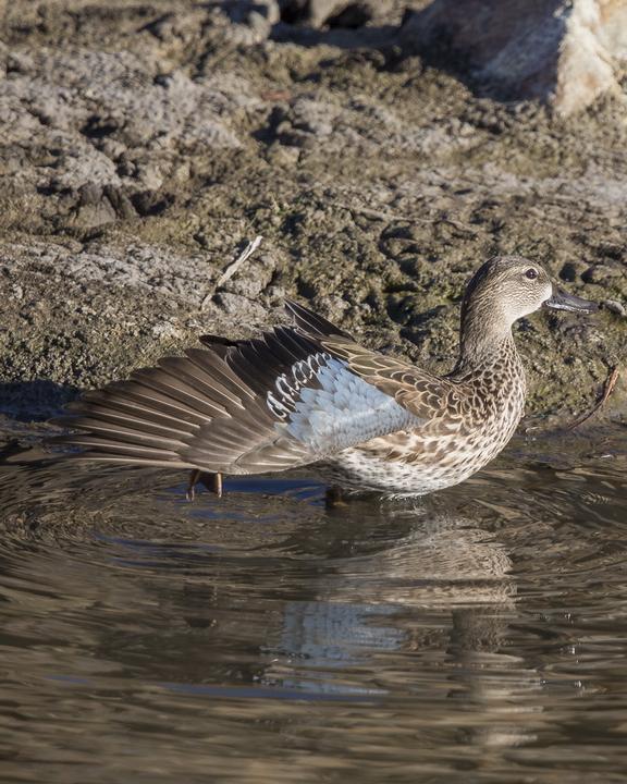 Blue-winged Teal Photo by Anthony Gliozzo