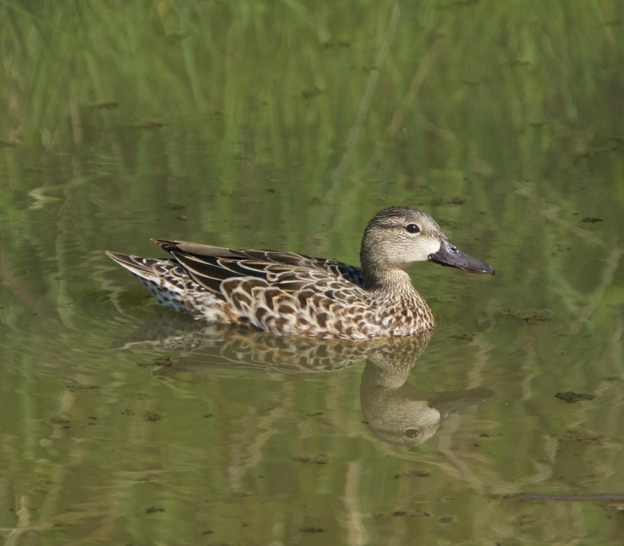 Blue-winged Teal Photo by Brian Avent