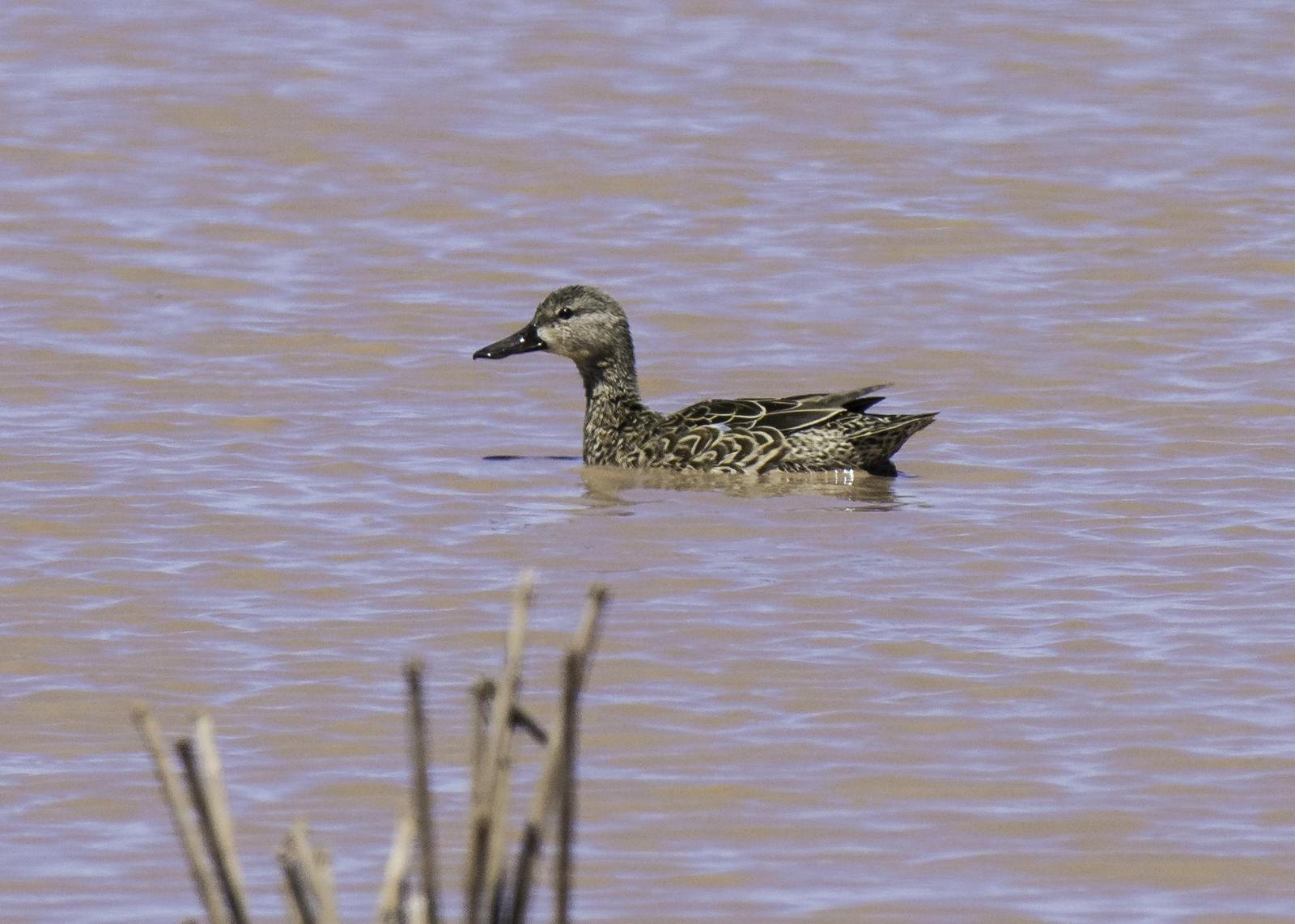 Blue-winged Teal Photo by Mason Rose