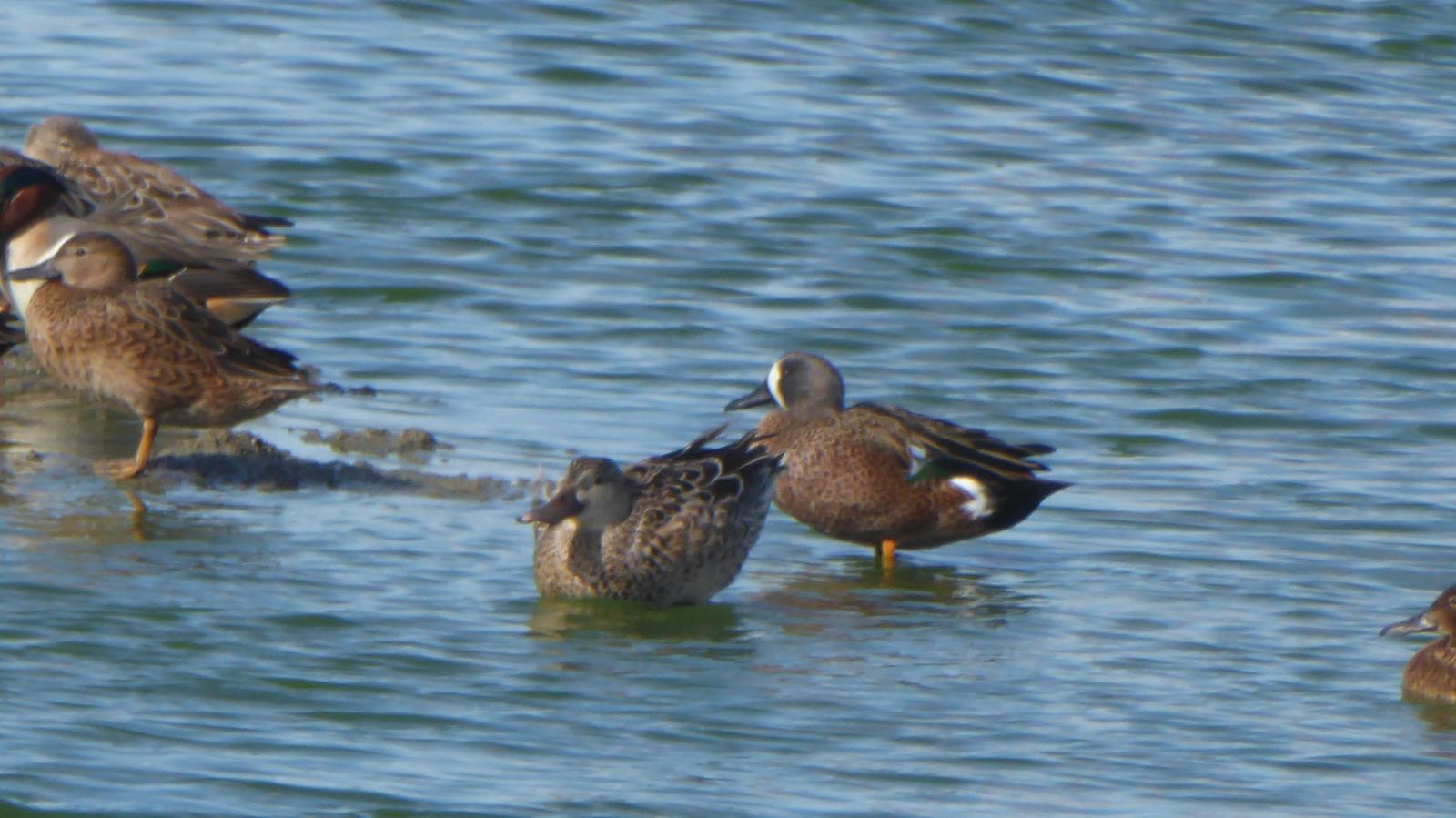 Blue-winged Teal Photo by Daliel Leite