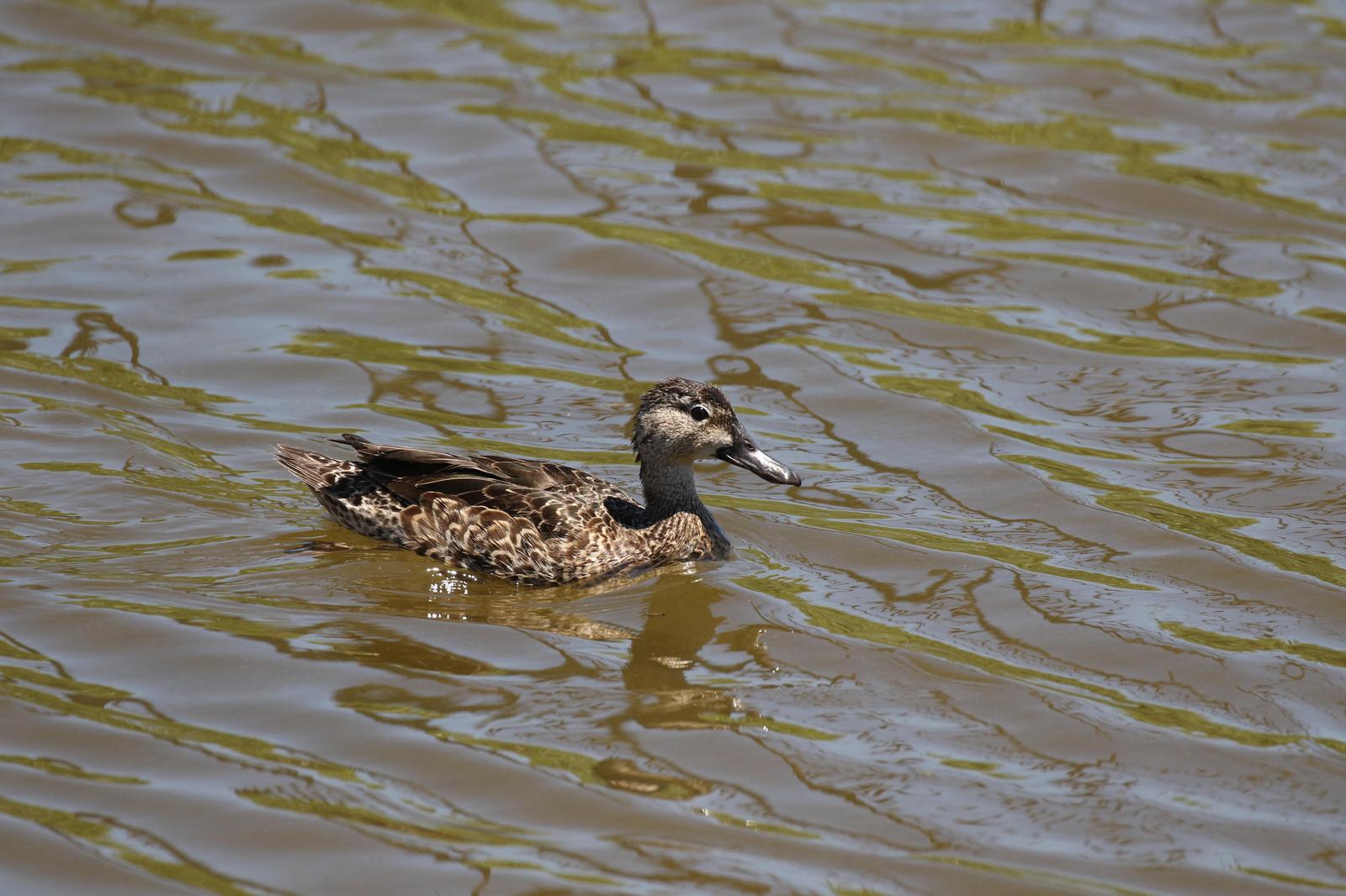 Blue-winged Teal Photo by Kristy Baker