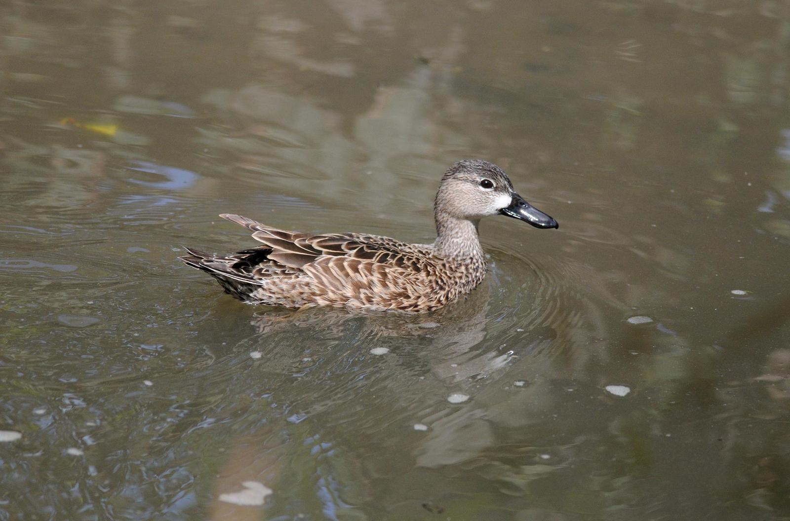 Blue-winged Teal Photo by Steven Mlodinow