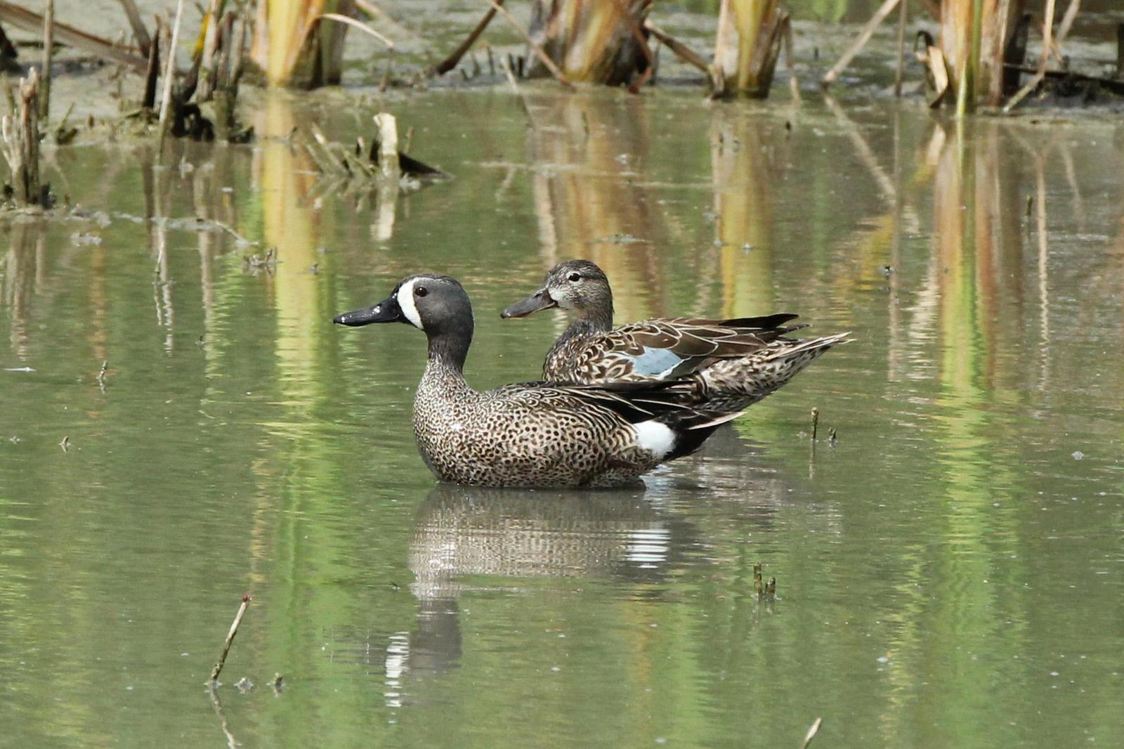 Blue-winged Teal Photo by Kristy Baker