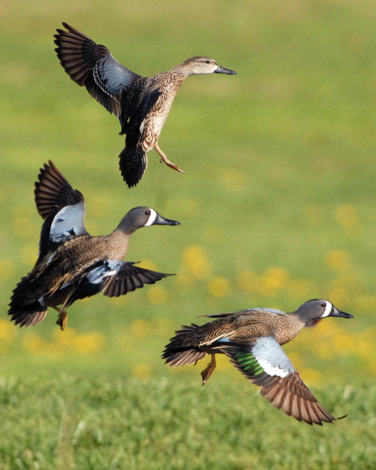 Blue-winged Teal Photo by David Hollie