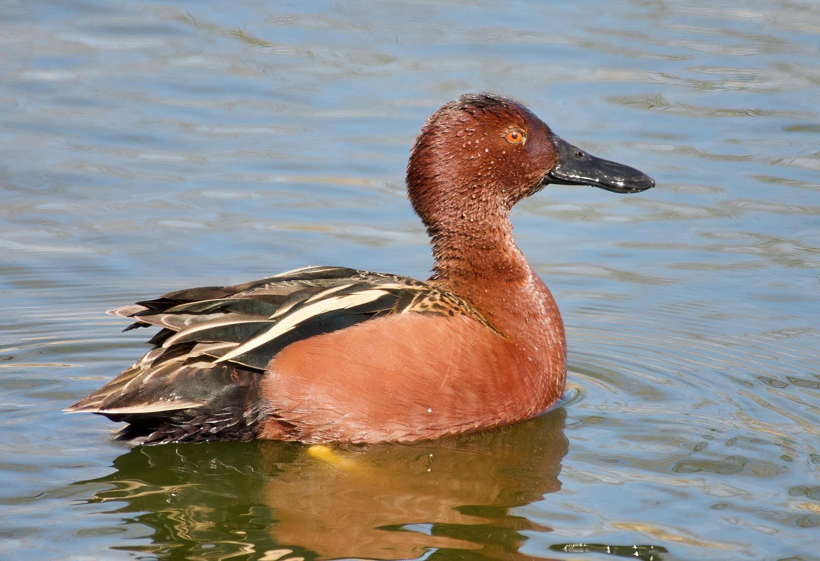 Cinnamon Teal Photo by Brian Avent
