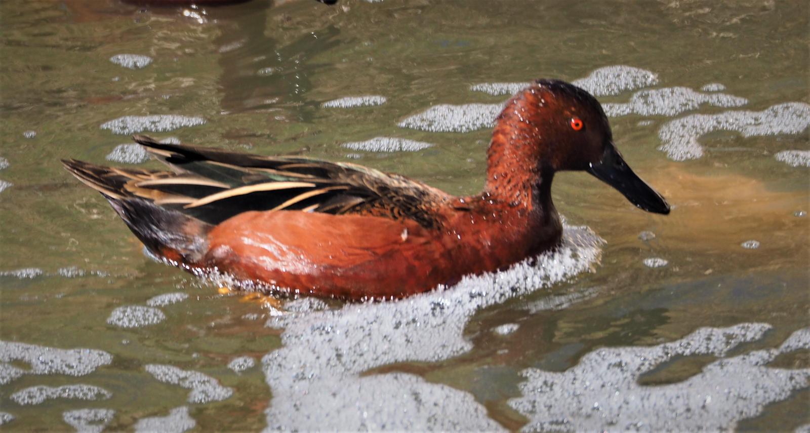 Cinnamon Teal Photo by Colin Hill