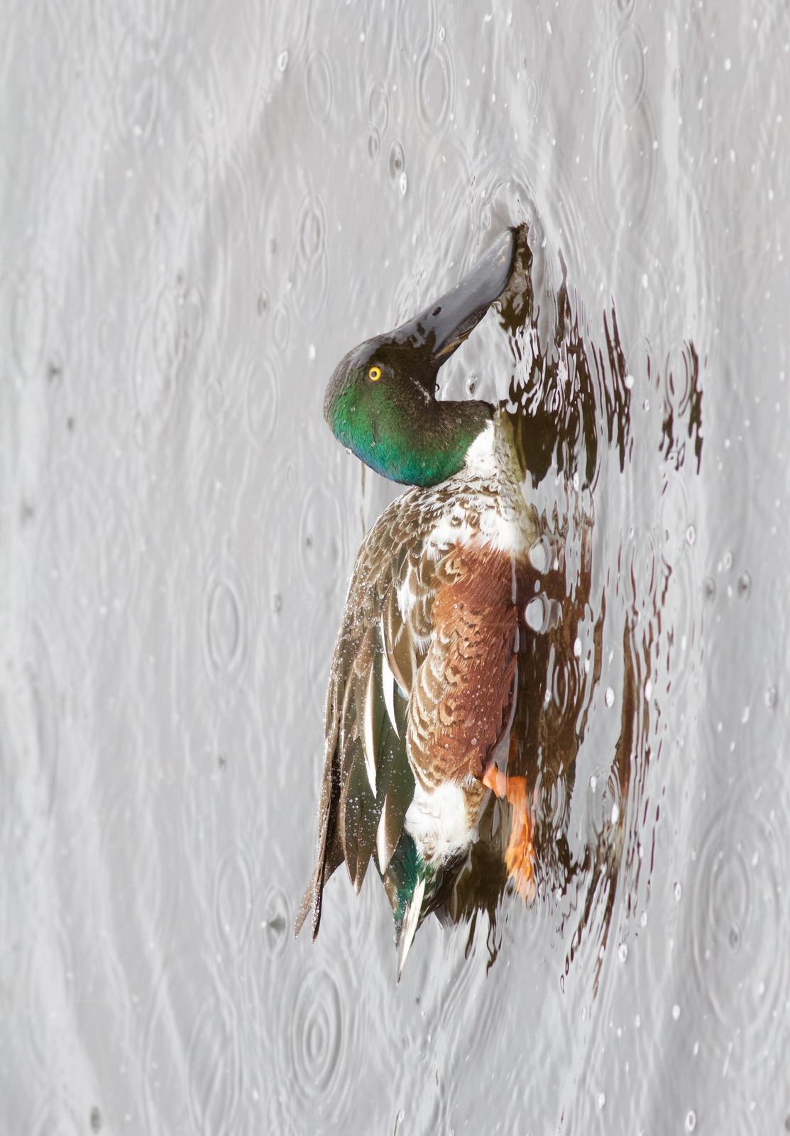 Northern Shoveler Photo by Kathryn Keith