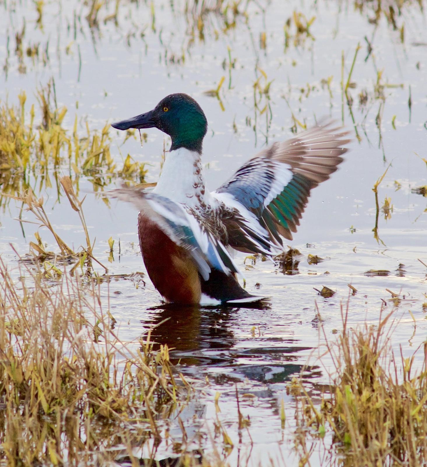 Northern Shoveler Photo by Kathryn Keith