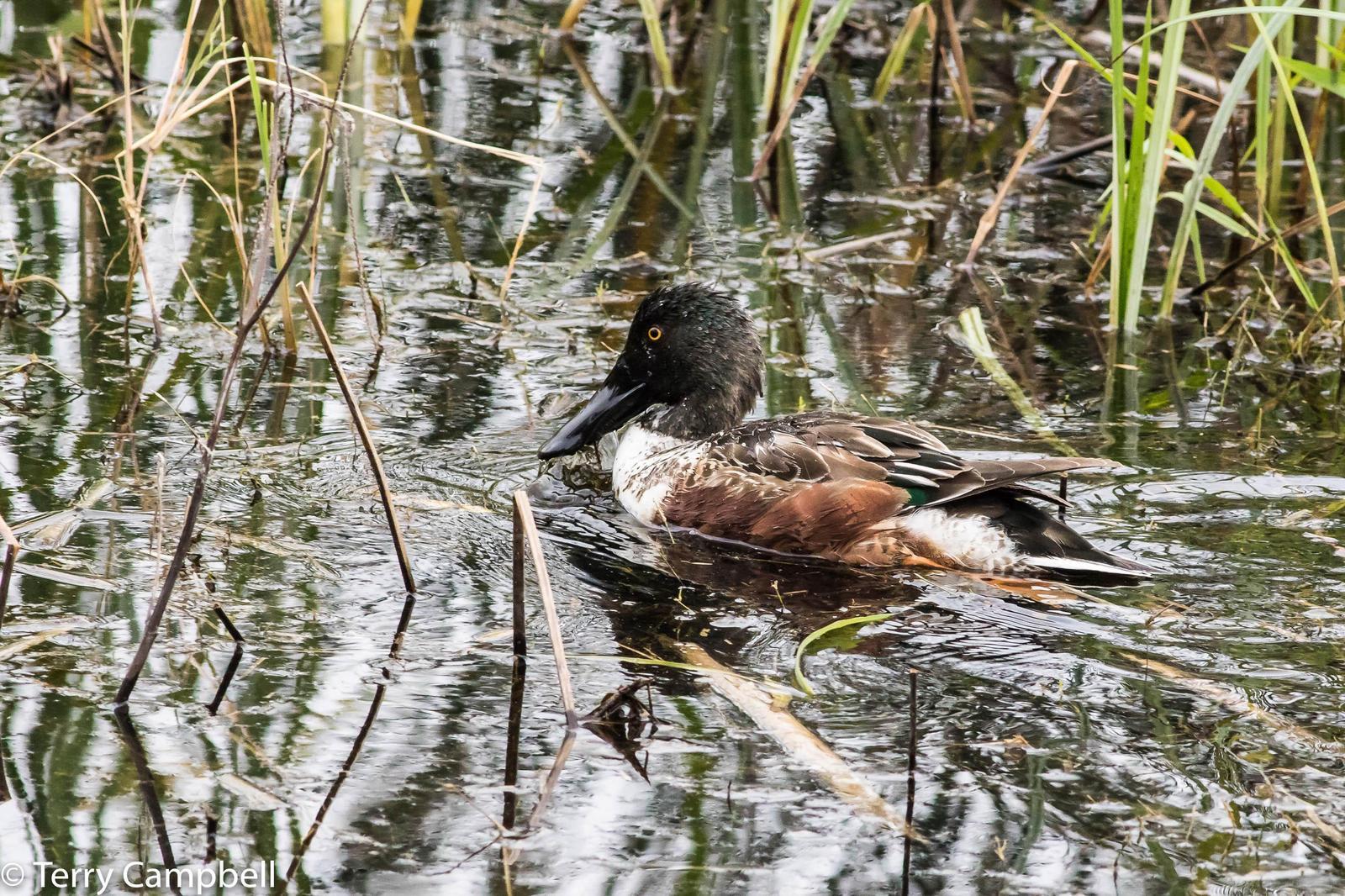 Northern Shoveler Photo by Terry Campbell
