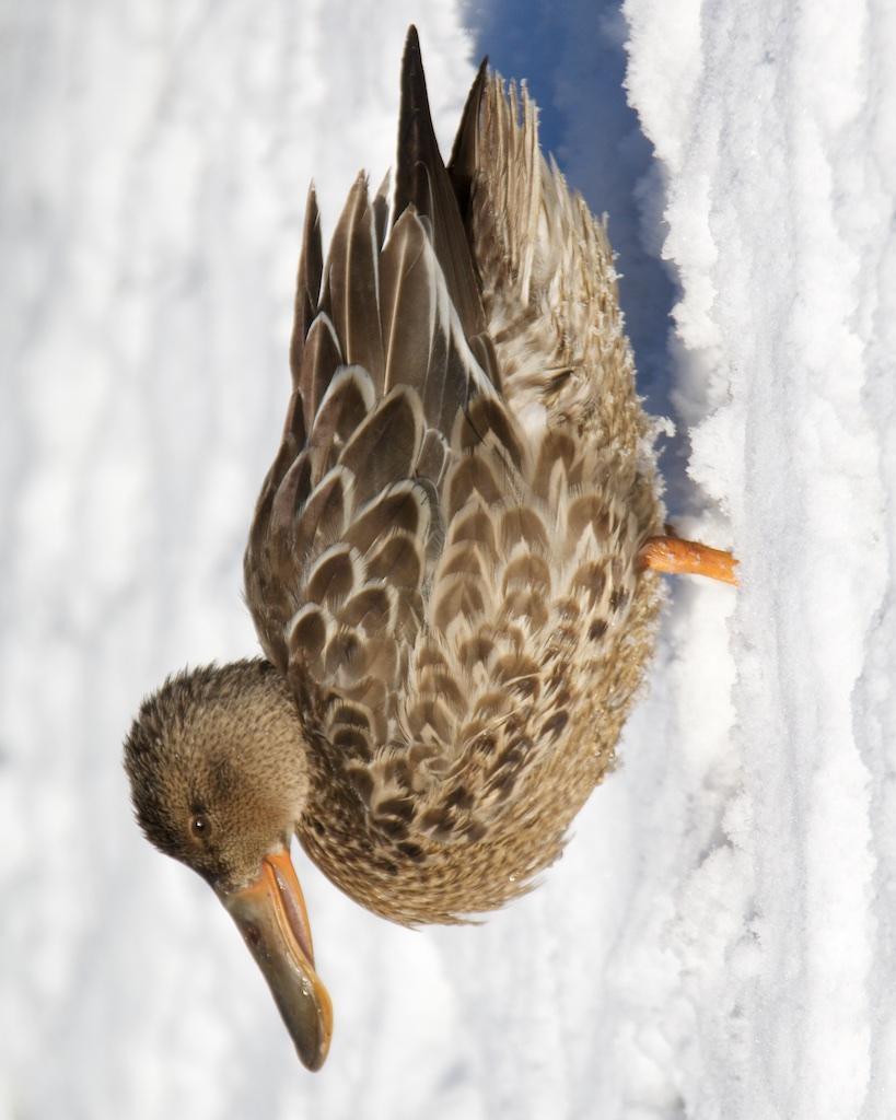 Northern Shoveler Photo by Brian Avent