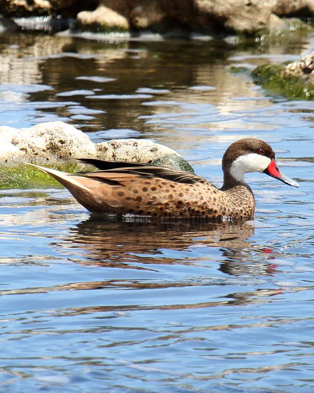 White-cheeked Pintail Photo by Cathy Sheeter