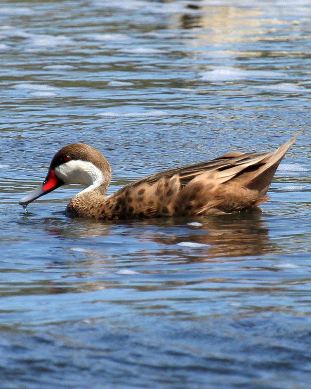 White-cheeked Pintail Photo by Cathy Sheeter