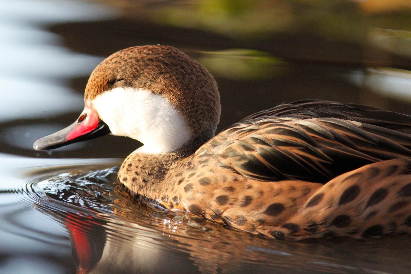White-cheeked Pintail Photo by Emily Willoughby