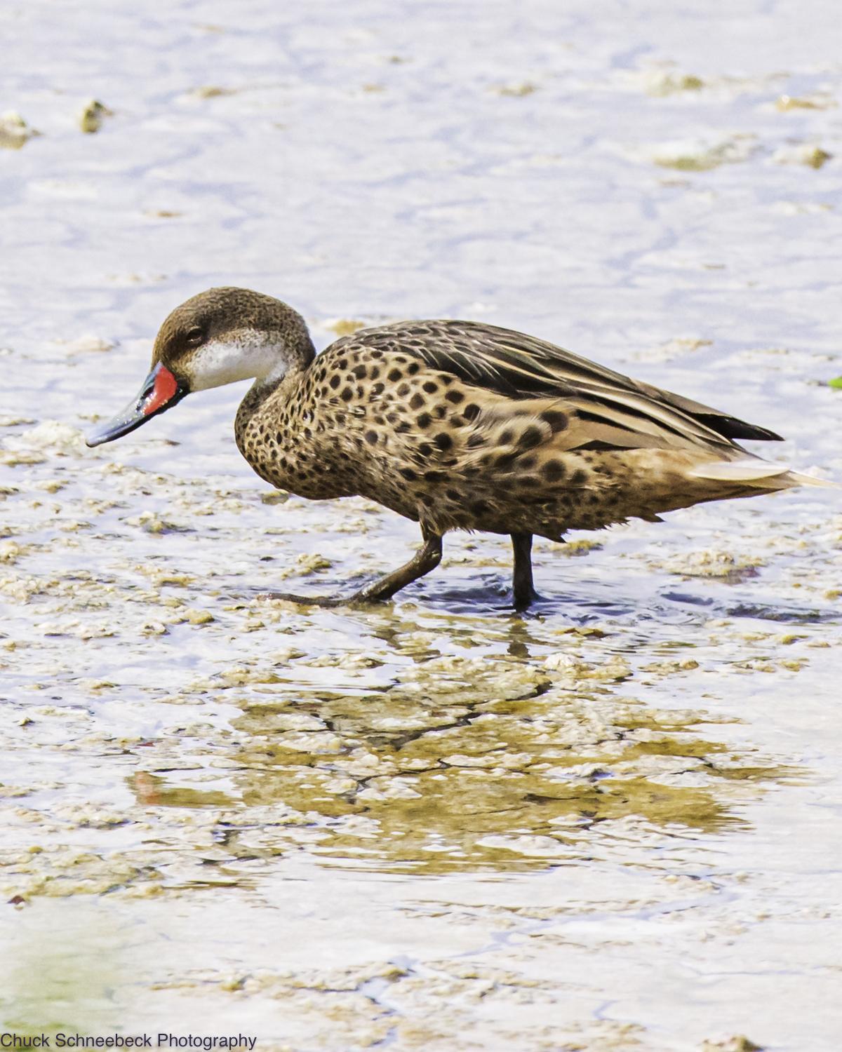 White-cheeked Pintail (Galapagos) Photo by Chuck  Schneebeck