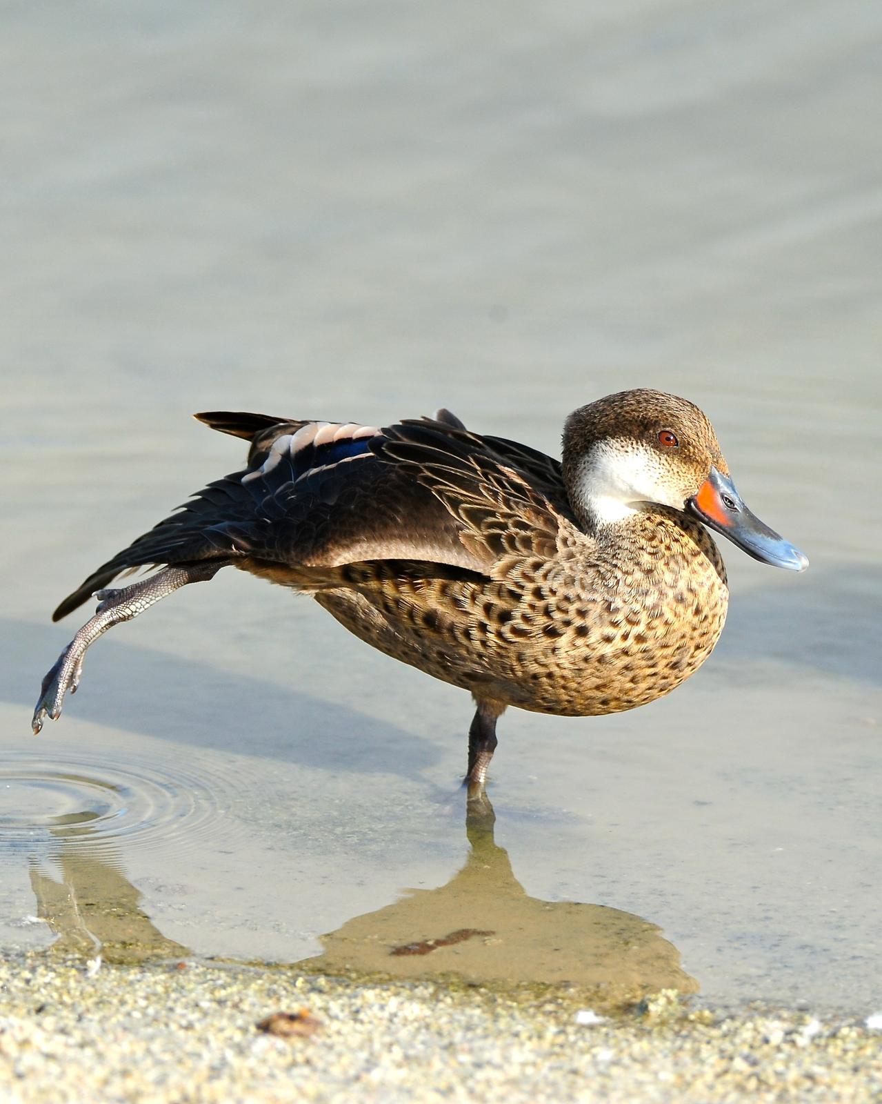 White-cheeked Pintail (Galapagos) Photo by Gerald Friesen
