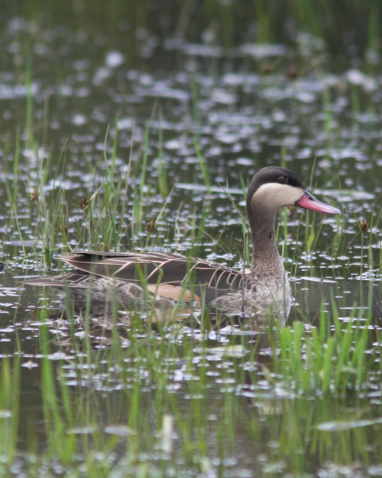 Red-billed Duck Photo by Henk Baptist