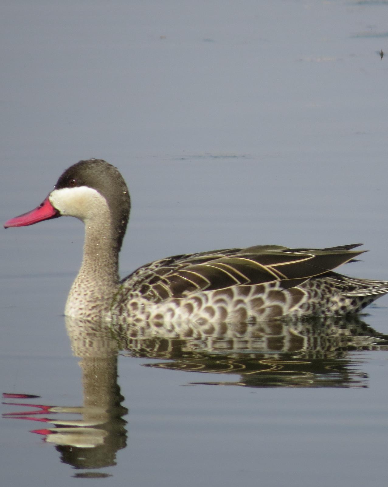 Red-billed Duck Photo by Richard  Lowe