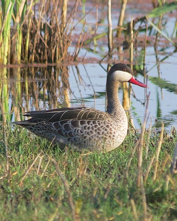 Red-billed Duck Photo by Denis Rivard