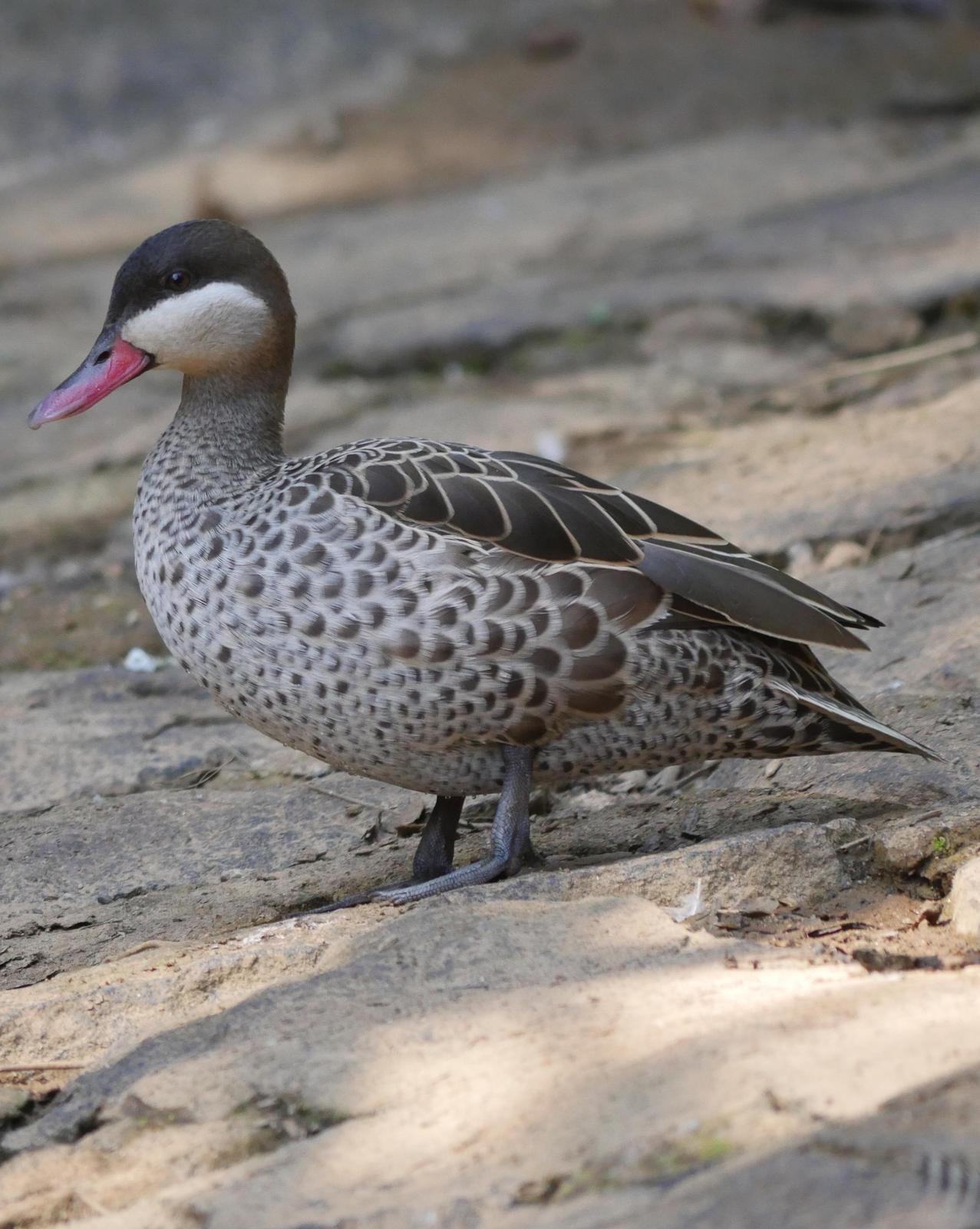 Red-billed Duck Photo by Peter Lowe