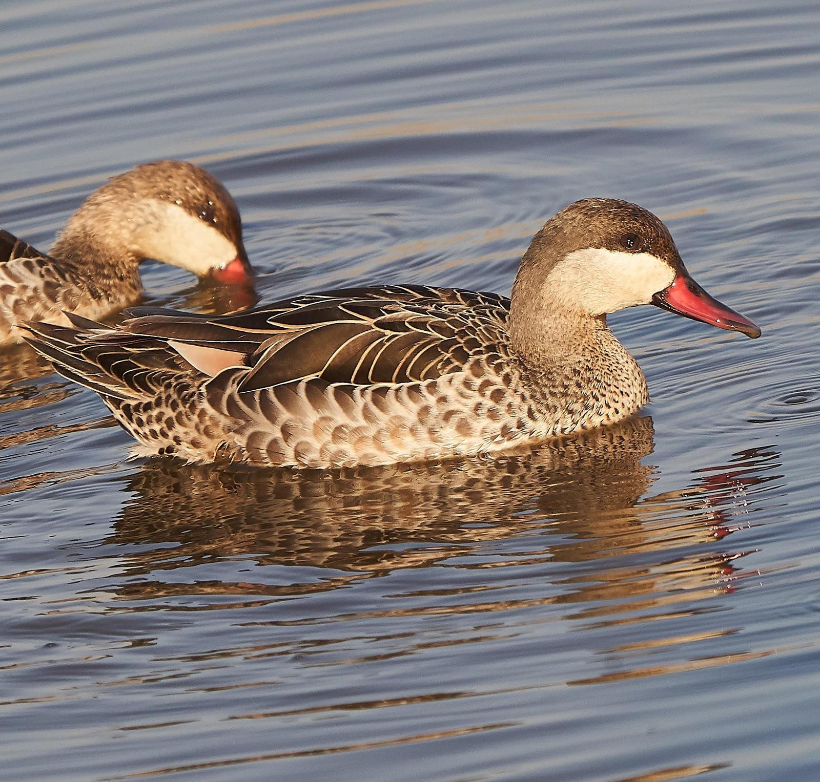 Red-billed Duck Photo by Steven Cheong
