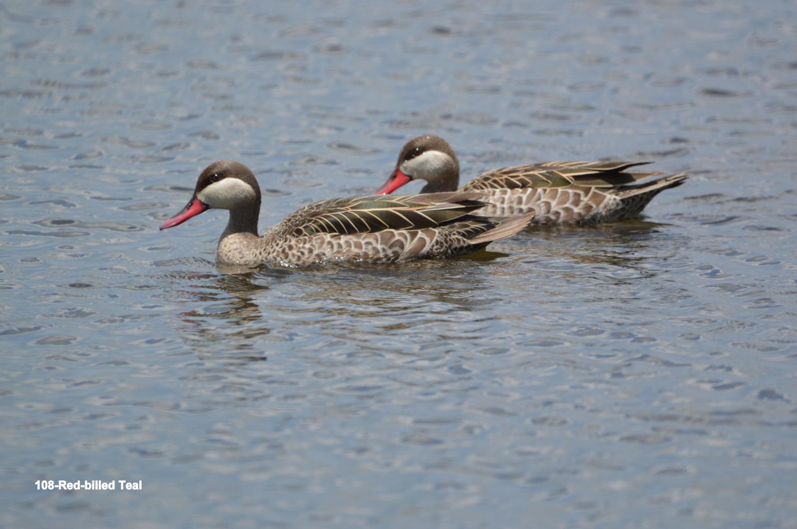 Red-billed Duck Photo by Richard  Lowe