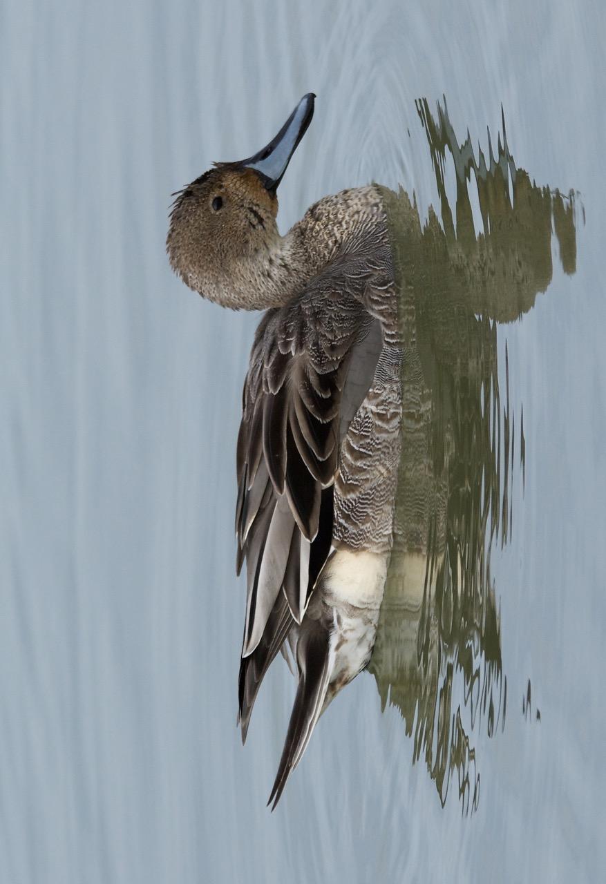 Northern Pintail Photo by Brian Avent