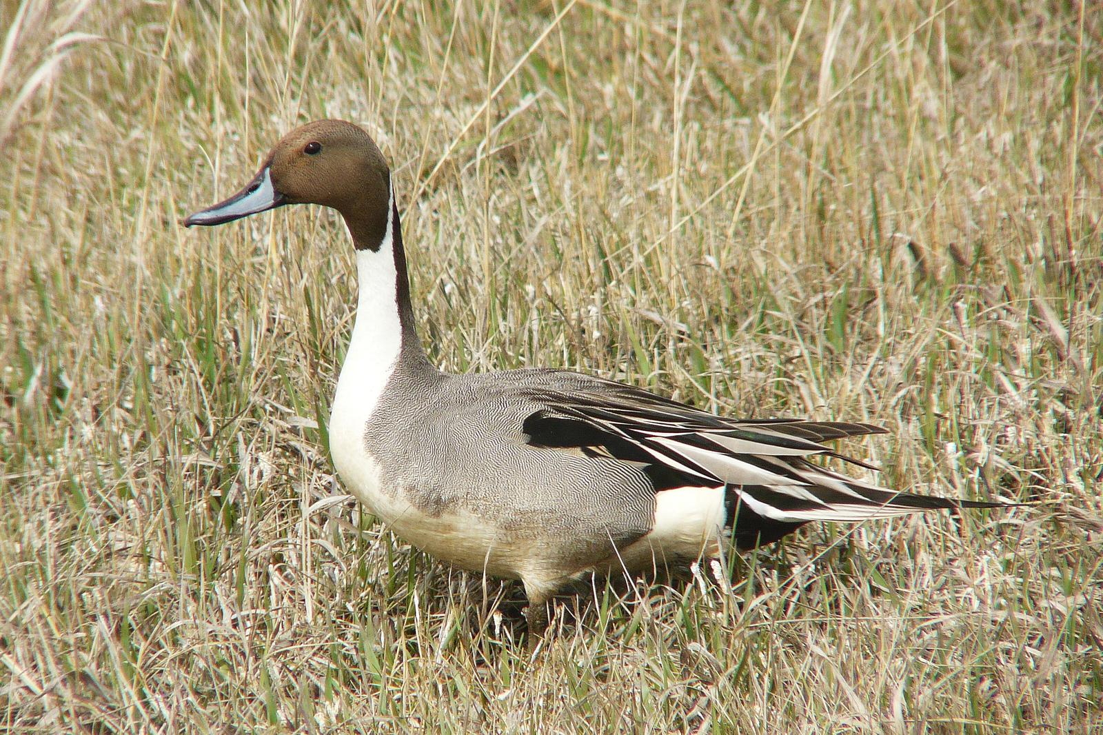 Northern Pintail Photo by Bob Neugebauer