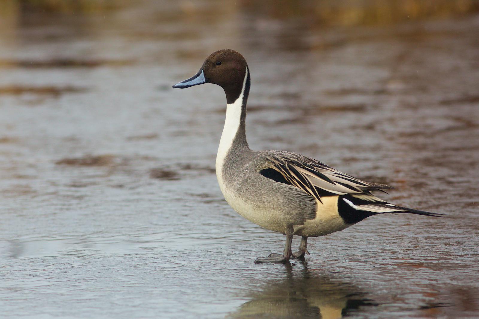 Northern Pintail Photo by Robin Horn