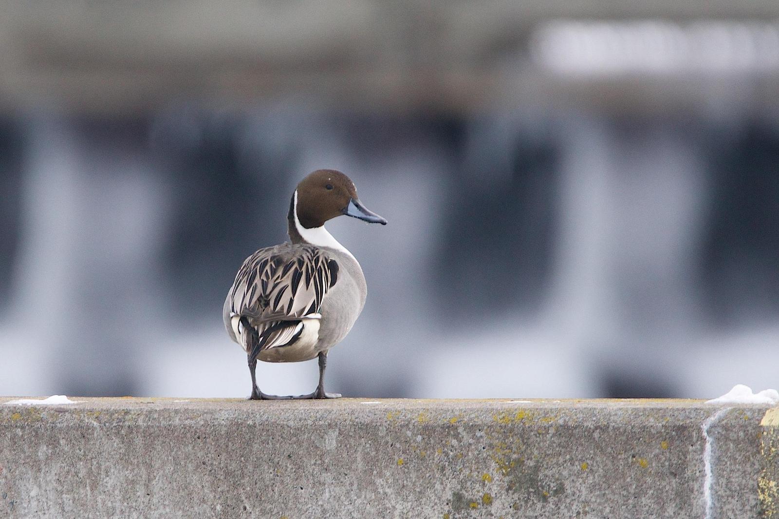 Northern Pintail Photo by Gerald Hoekstra