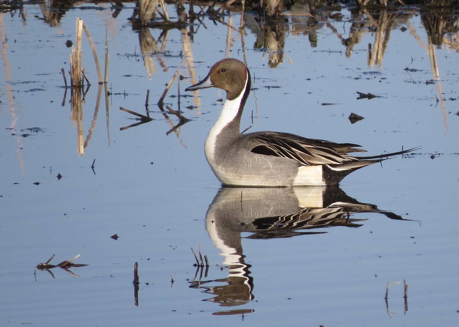 Northern Pintail Photo by Kelly Preheim