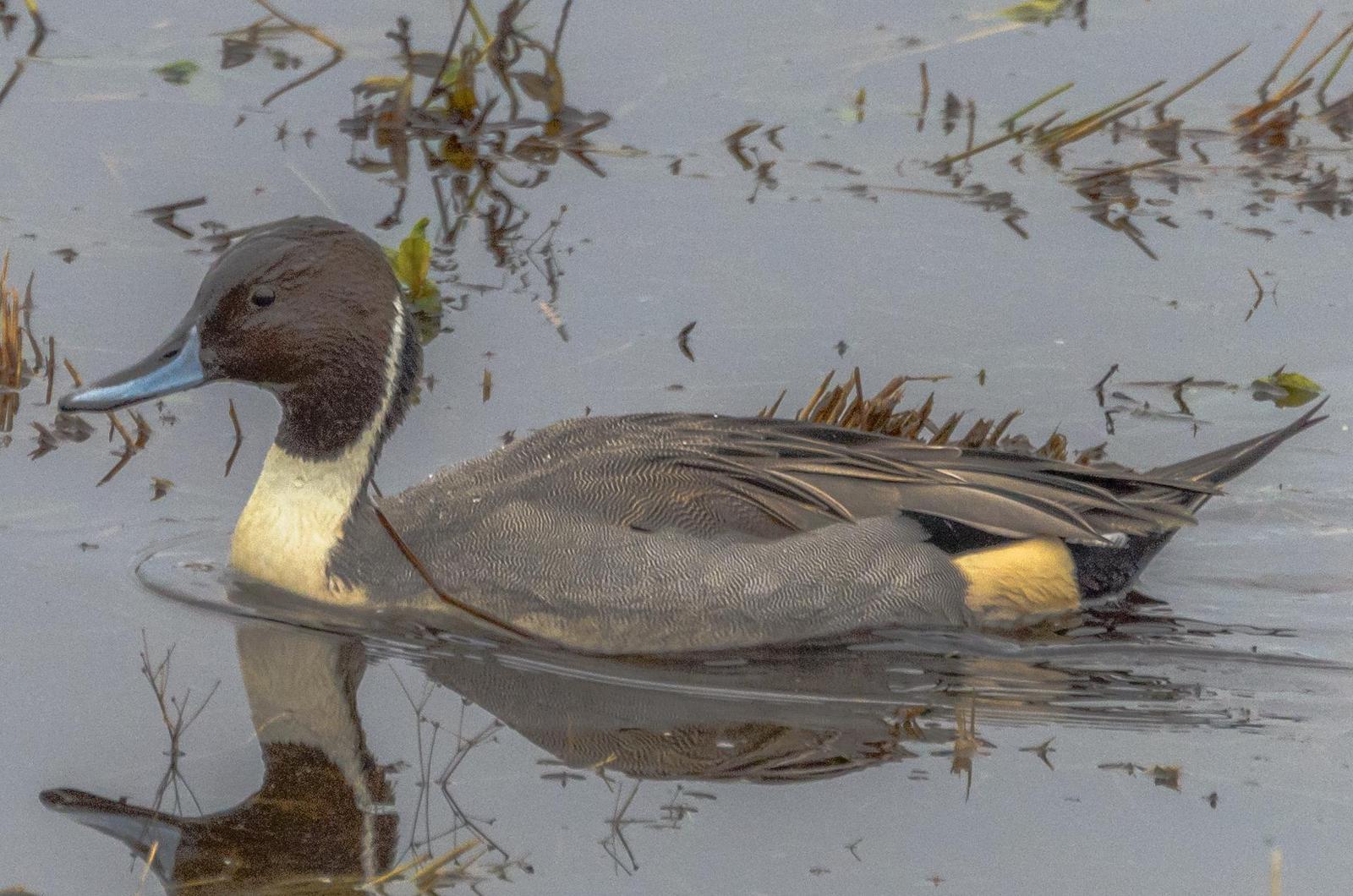 Northern Pintail Photo by Scott Yerges