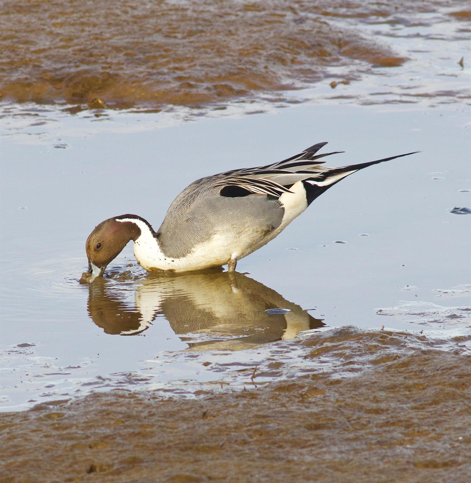Northern Pintail Photo by Kathryn Keith