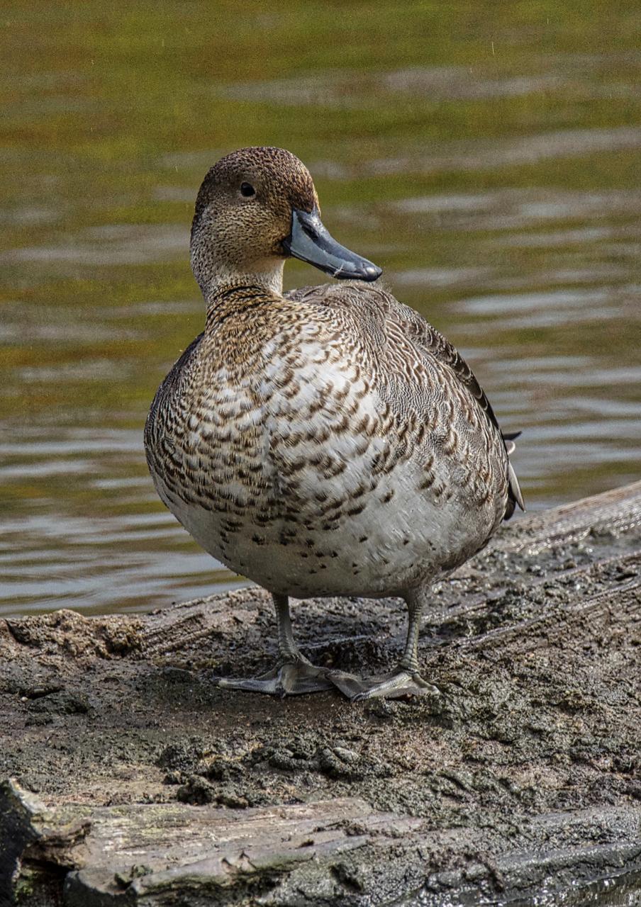 Northern Pintail Photo by Brian Avent