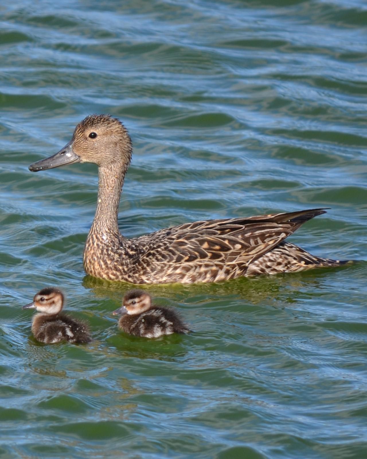 Northern Pintail Photo by Cédric Duhalde